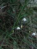 Leucojum nicaeense